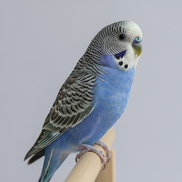 Blue budgie / parakeet