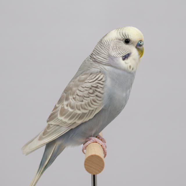 Greywing budgie / parakeet