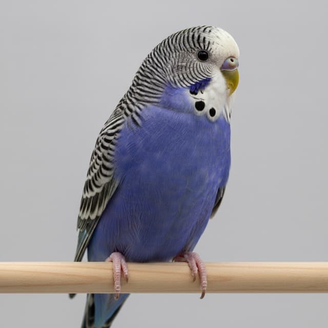 Violet budgie / parakeet