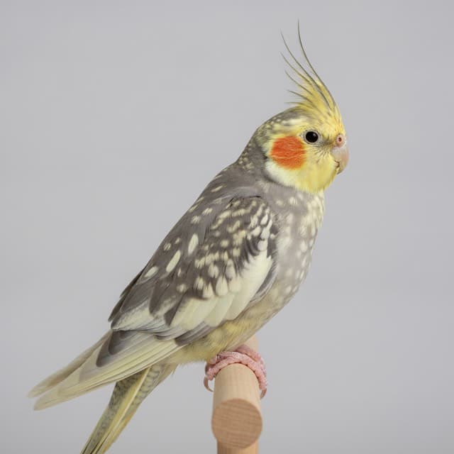Pearl cockatiel