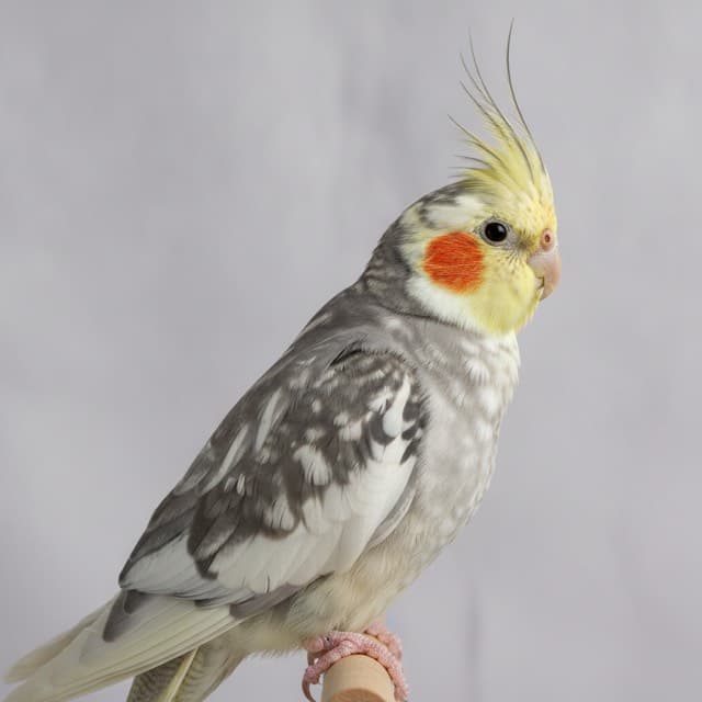Pied cockatiel