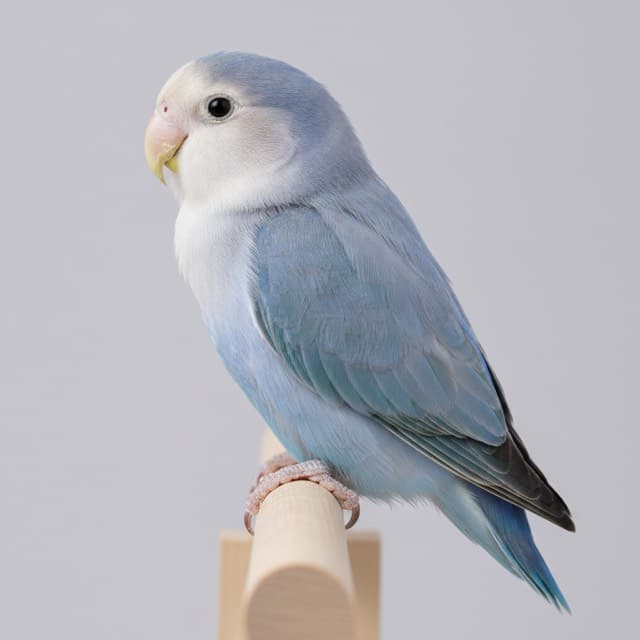 Blue lovebird