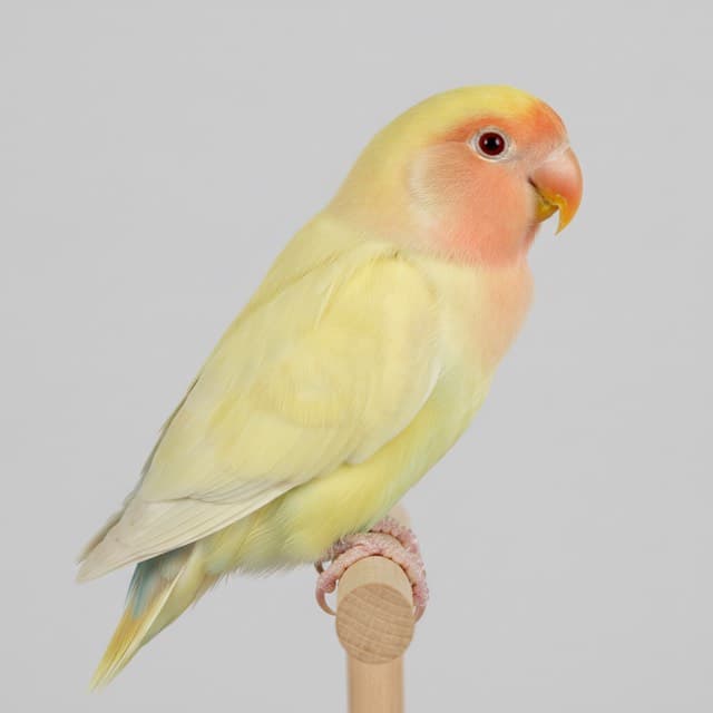 Ino lovebird