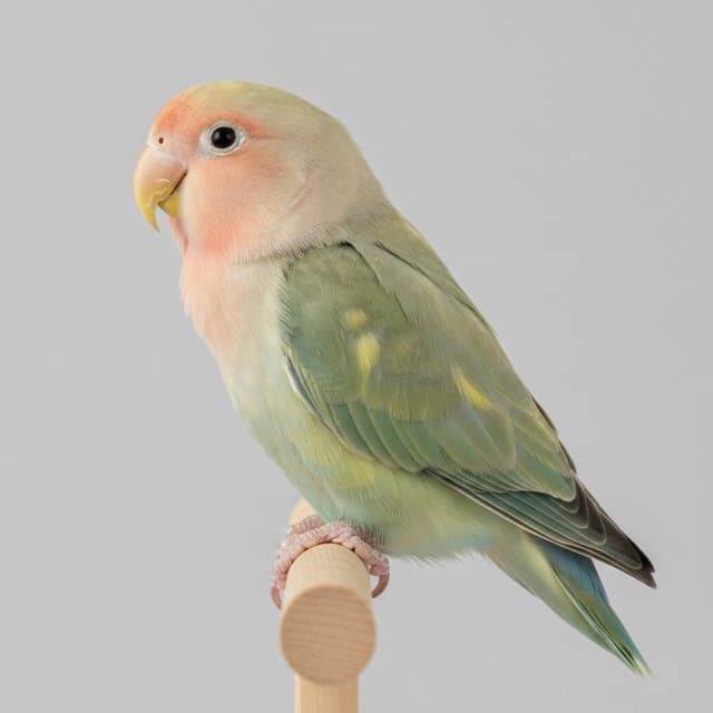 Opaline lovebird