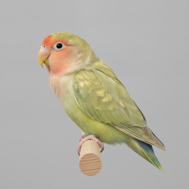 Pied lovebird
