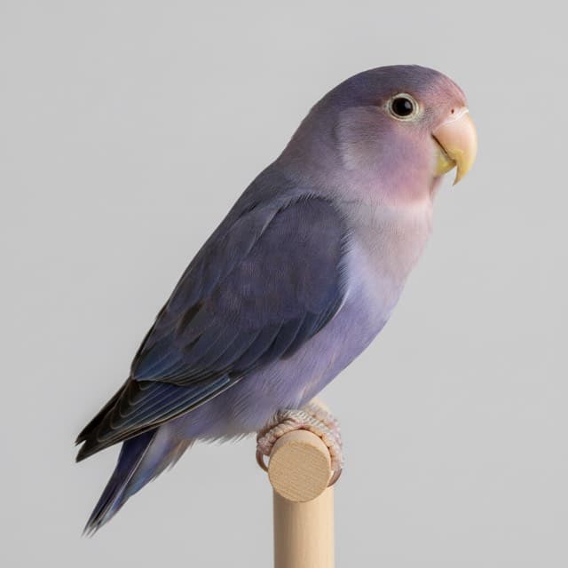 Violet lovebird