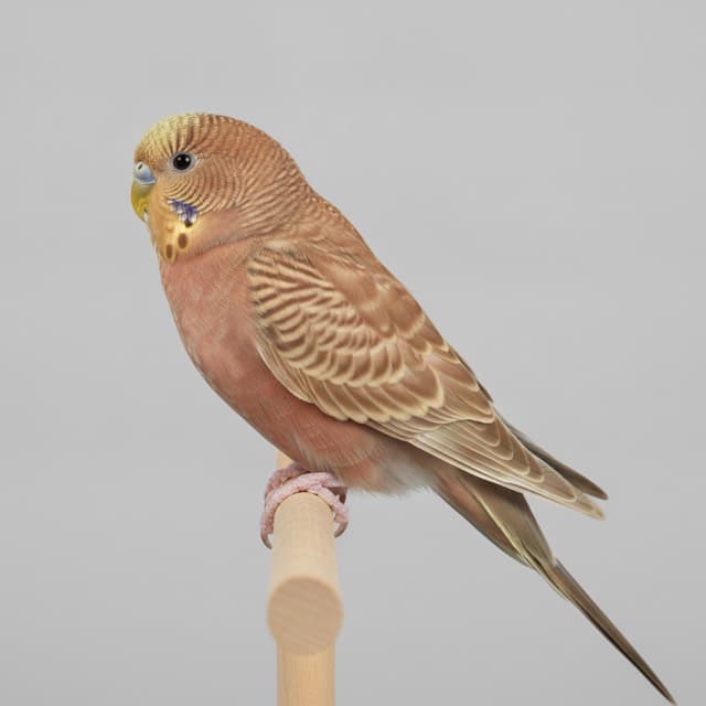 Cinnamon budgie / parakeet