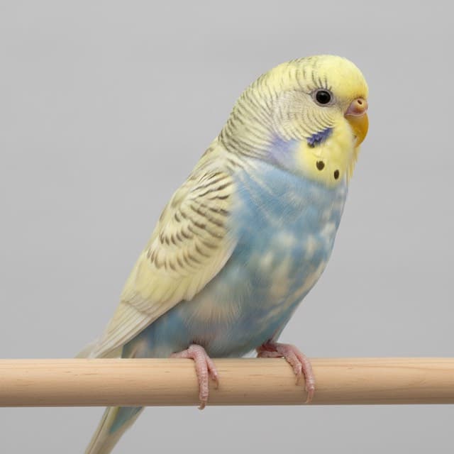 Recessive Pied budgie / parakeet