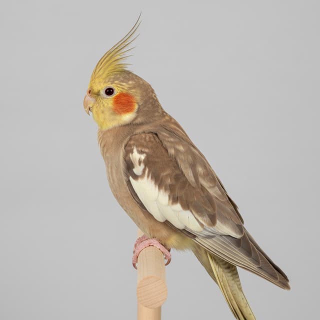 Cinnamon cockatiel
