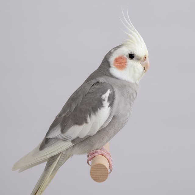 Whiteface cockatiel