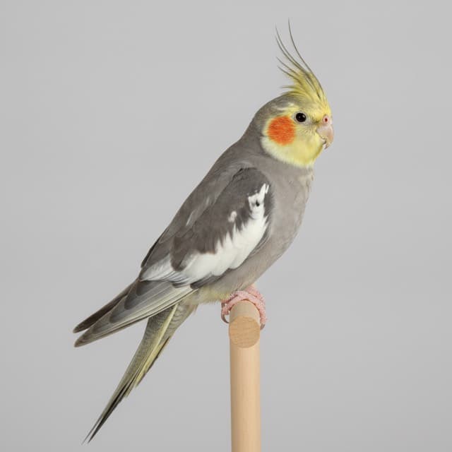 A cockatiel in normal colouring