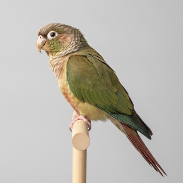 Cinnamon conure