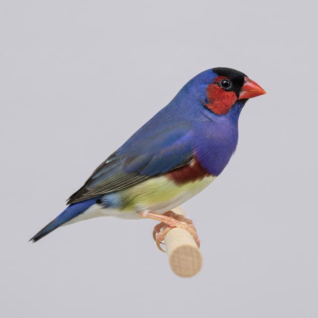 Blue Body gouldian finch