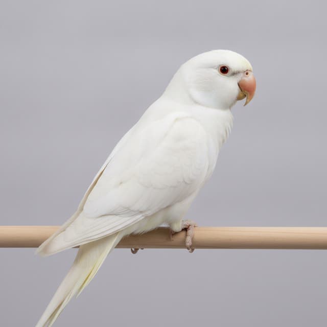 Albino indian ringneck