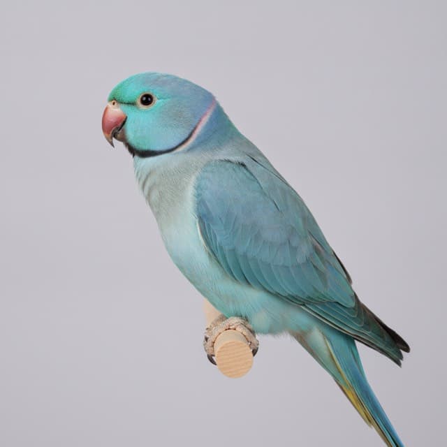 Blue indian ringneck