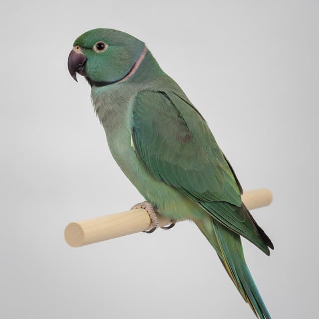 Dark Factor indian ringneck