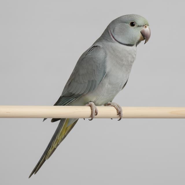 Grey indian ringneck