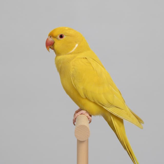 Lutino indian ringneck