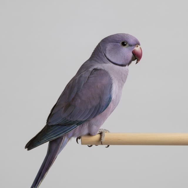 Violet indian ringneck