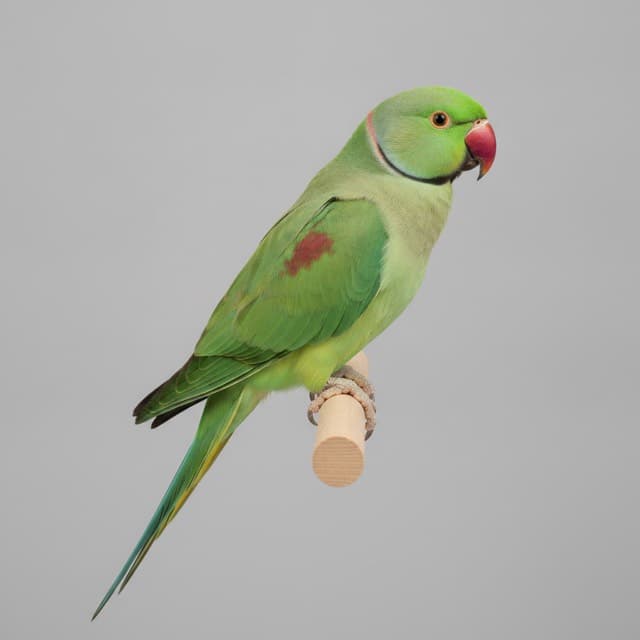 A indian ringneck in normal colouring