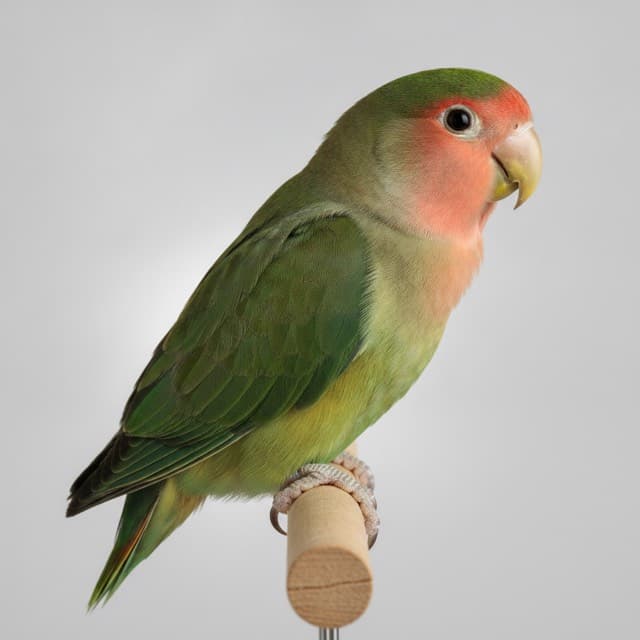 Dark Factor lovebird