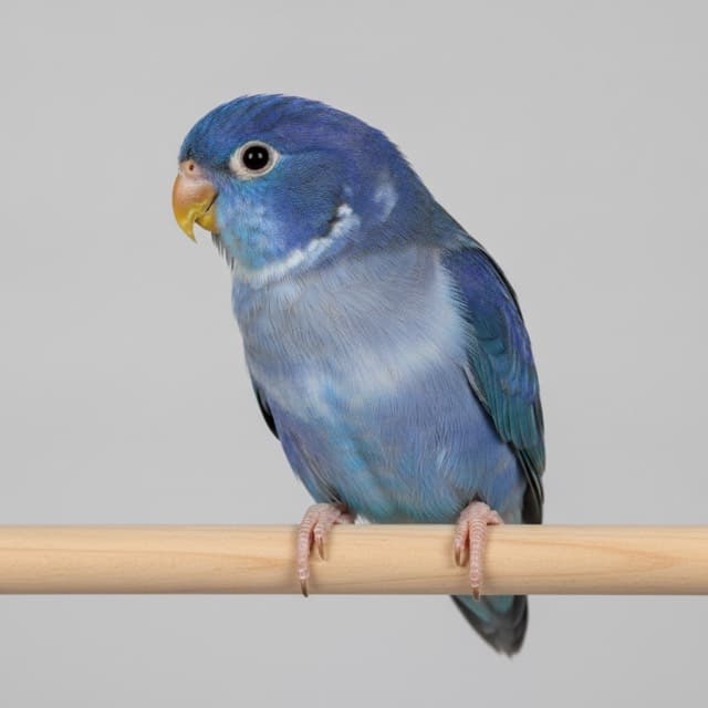 Blue parrotlet