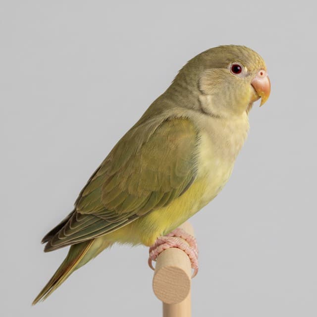 Fallow parrotlet