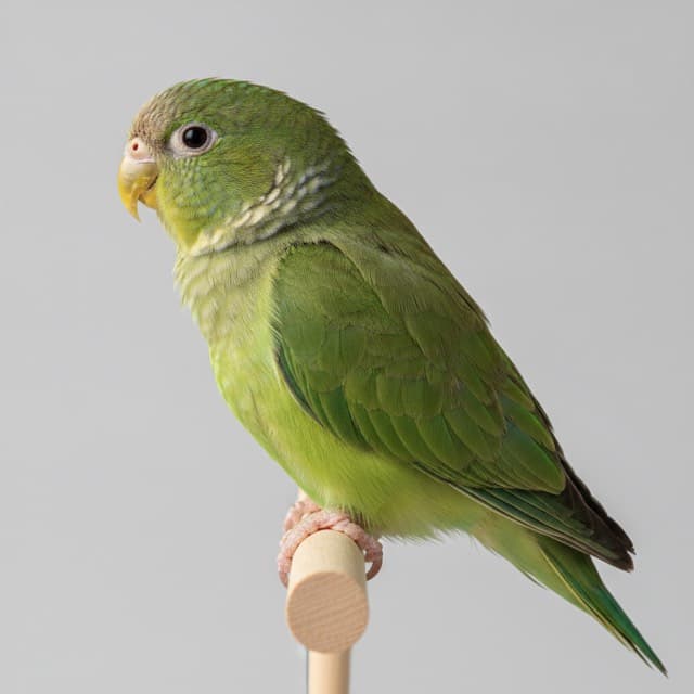 A parrotlet in normal colouring