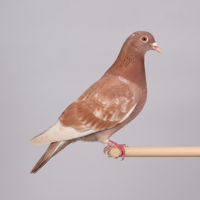 Ash Red pigeon / dove