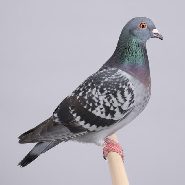 Checker pigeon / dove
