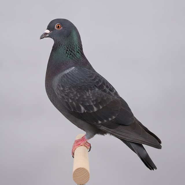 Spread pigeon / dove