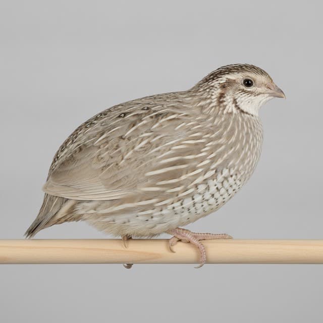 Fee quail (coturnix)