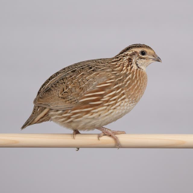 Rosetta quail (coturnix)